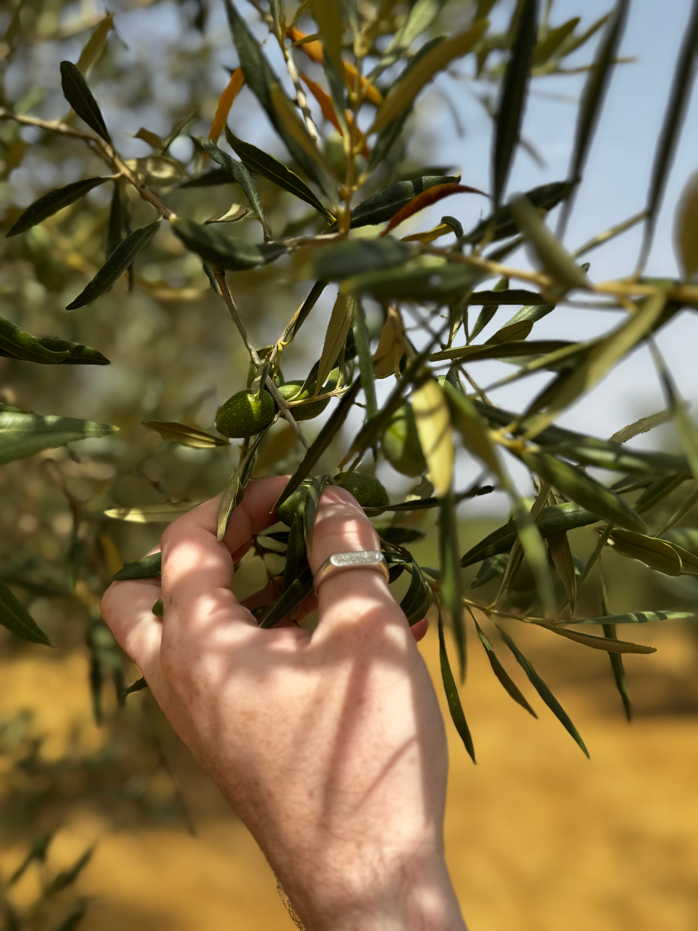 Hand picking olives in the grove